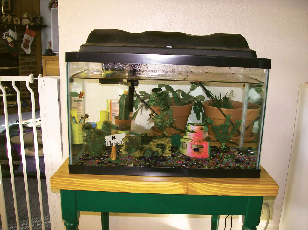 exotic fish tank