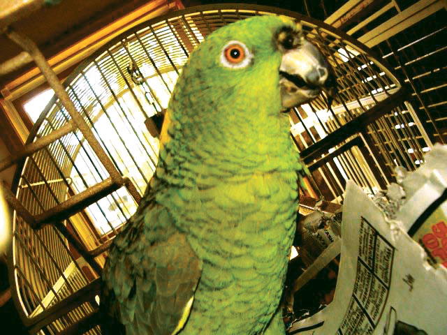 parrot